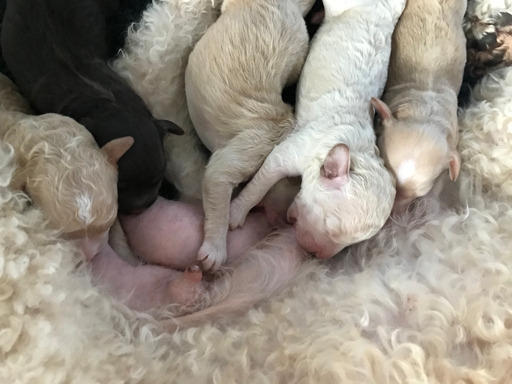 Pure Love nestje