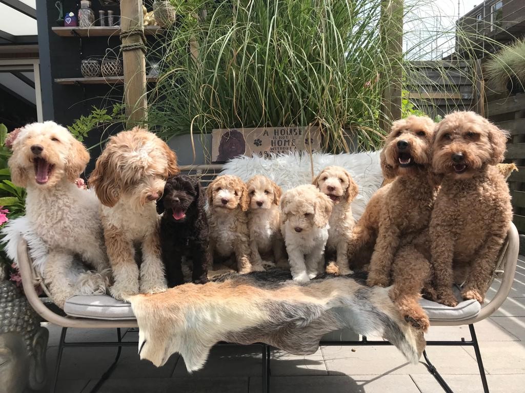 Ibiza's Australian Labradoodles Pure Love