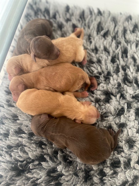 Indy's pupjes 2