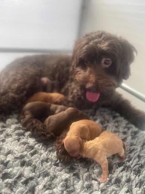 Indy's pupjes