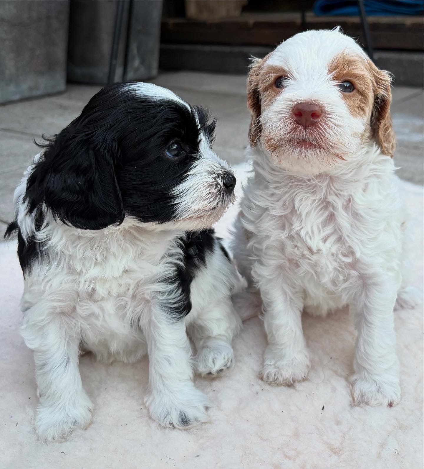 Parti pups
